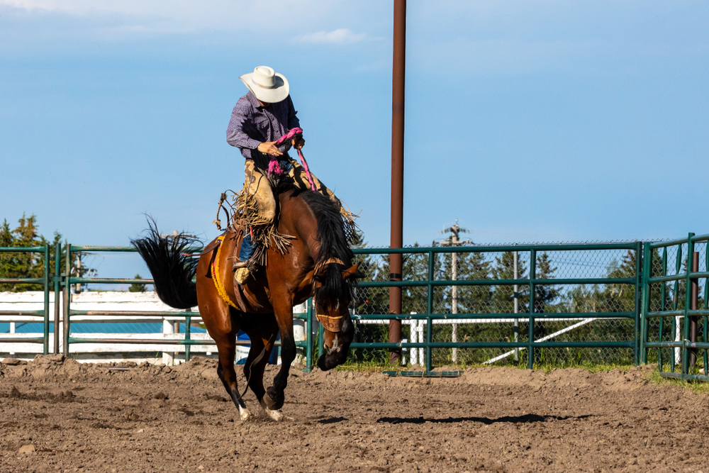 Common stampede week dental emergencies